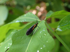 Mathildana newmanella