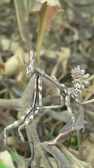 Empusa