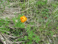 Trollius