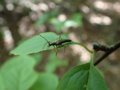Analeptura