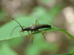 Analeptura