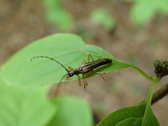 Analeptura