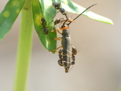Oberea erythrocephala