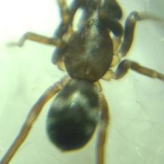 Phrurolithus festivus