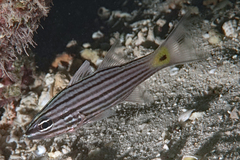 Cheilodipterus artus