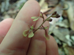Neottia smallii