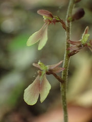 Neottia smallii