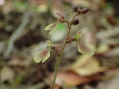 Neottia smallii