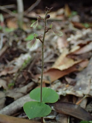 Neottia smallii