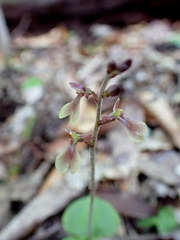 Neottia smallii