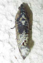Cryptophlebia peltastica