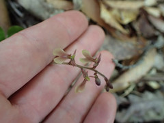 Neottia smallii