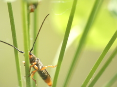 Oberea erythrocephala