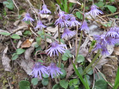 Soldanella