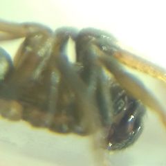 Phrurolithus festivus