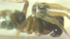 Phrurolithus festivus