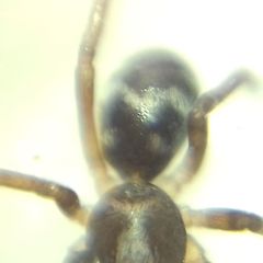 Phrurolithus festivus