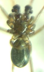Phrurolithus festivus