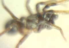 Phrurolithus festivus