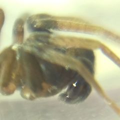 Phrurolithus festivus