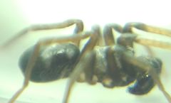 Phrurolithus festivus