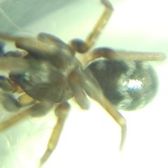 Phrurolithus festivus