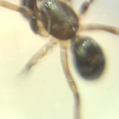 Phrurolithus festivus