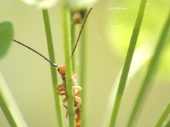 Oberea erythrocephala