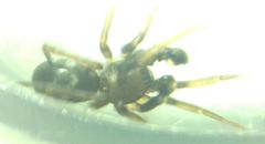 Phrurolithus festivus