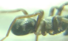 Phrurolithus festivus