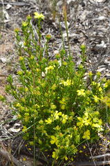 Hibbertia virgata