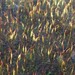 Tall Aloe-Moss - Photo (c) davidsando, some rights reserved (CC BY-NC), uploaded by davidsando