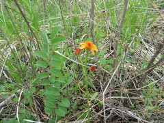Tephroseris porphyrantha