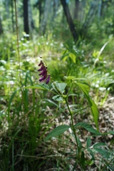 Vicia venosa baicalensis