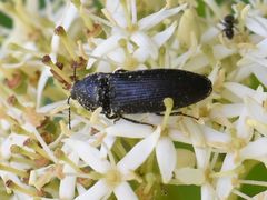 Melanotus punctolineatus