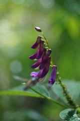 Vicia venosa baicalensis