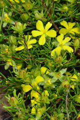 Hibbertia virgata
