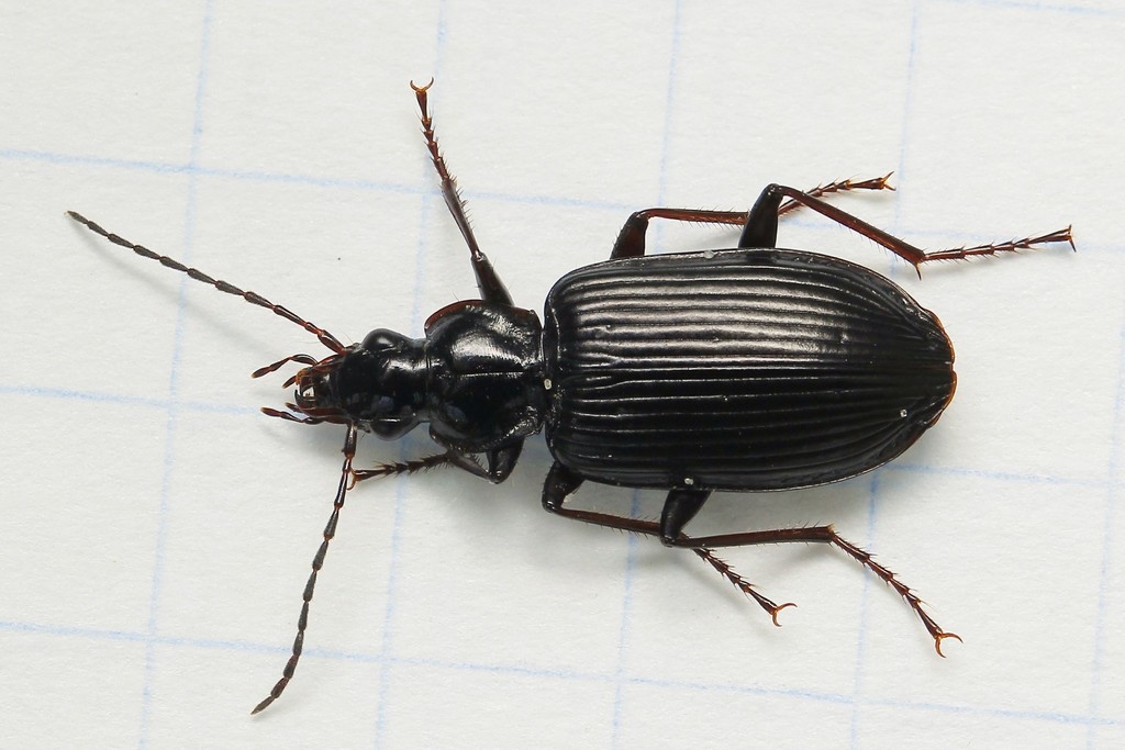 Platynus longiventris