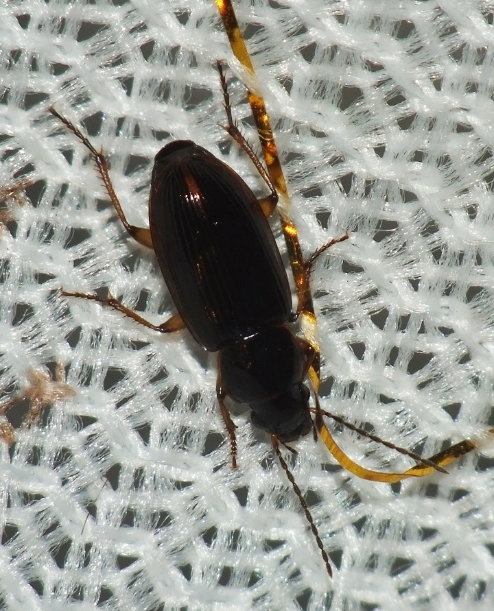 Stenolophus proximus