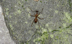 Camponotus carin