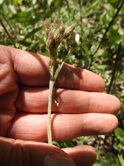 Antennaria parlinii fallax