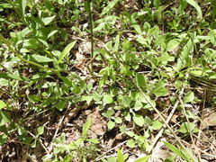 Antennaria parlinii fallax