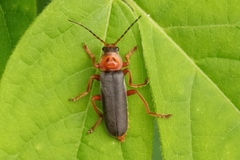 Cantharis annularis