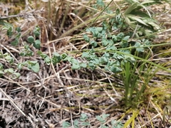 Thalictrum petaloideum
