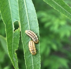 Chrysomela vigintipunctata