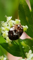 Anthrenus angustefasciatus