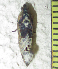 Cryptophlebia peltastica