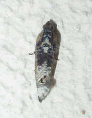 Cryptophlebia peltastica