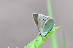 Glaucopsyche lycormas