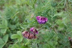 Vicia megalotropis